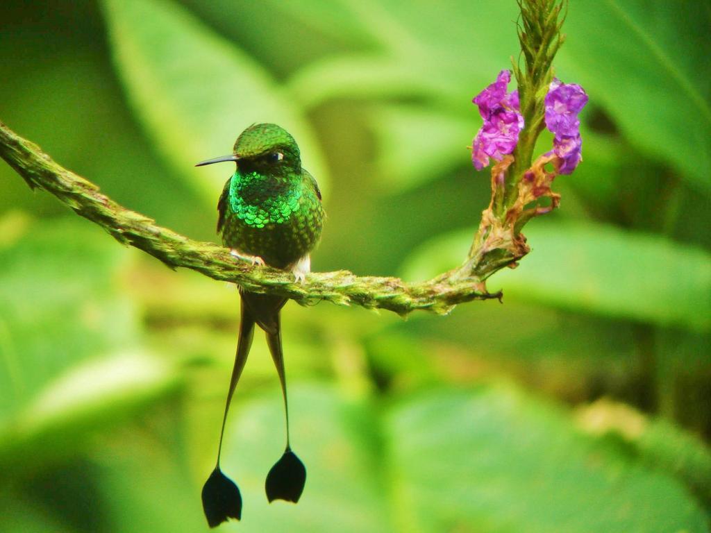 Mindo Garden Lodge And Wildlife Reserve エクステリア 写真