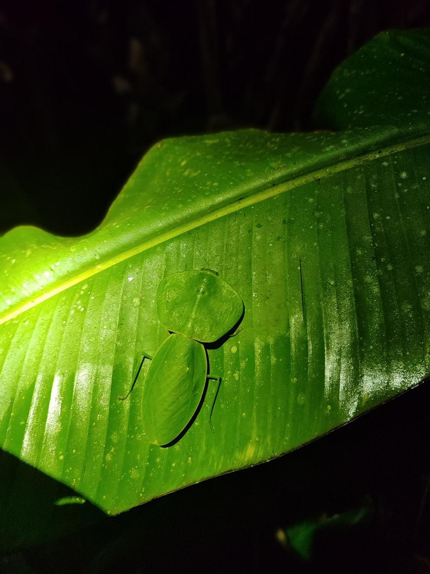 Mindo Garden Lodge And Wildlife Reserve エクステリア 写真