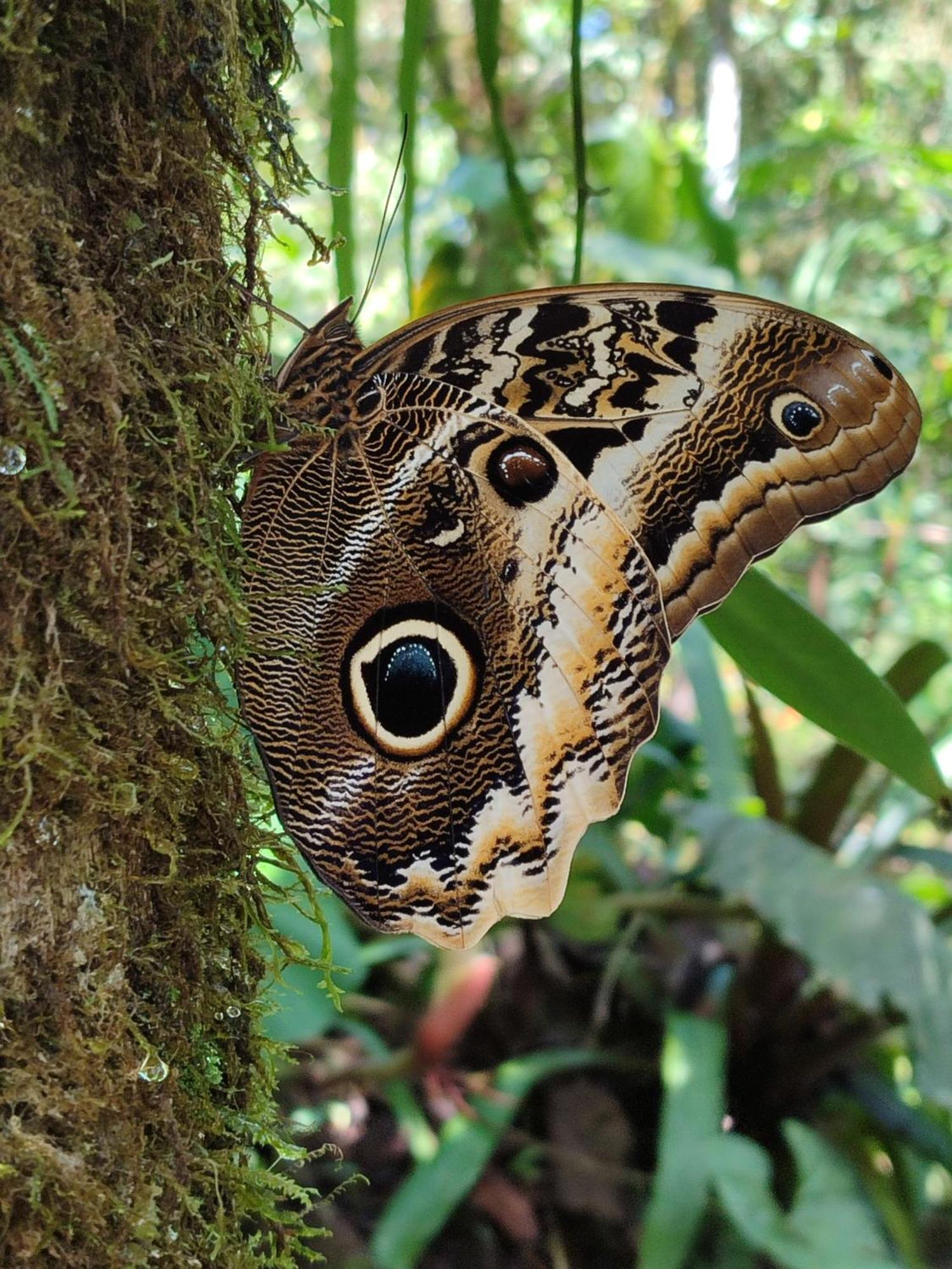Mindo Garden Lodge And Wildlife Reserve エクステリア 写真