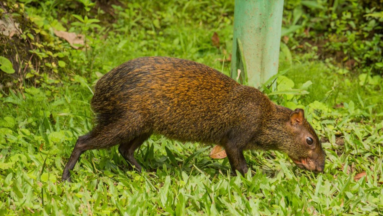 Mindo Garden Lodge And Wildlife Reserve エクステリア 写真